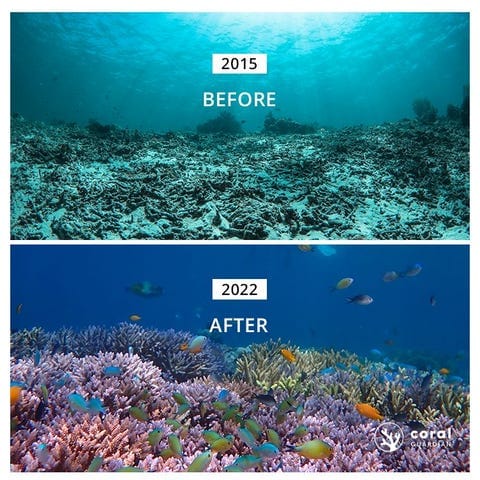Before/after undersea photo: 1) 2015 “before” with a dried up, dark, barren floor comprising dead coral; 2) 2022 “after” with a colorful coral reef, bustling with many swimming fish